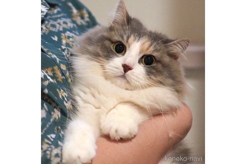 そば茶ちゃん1枚目